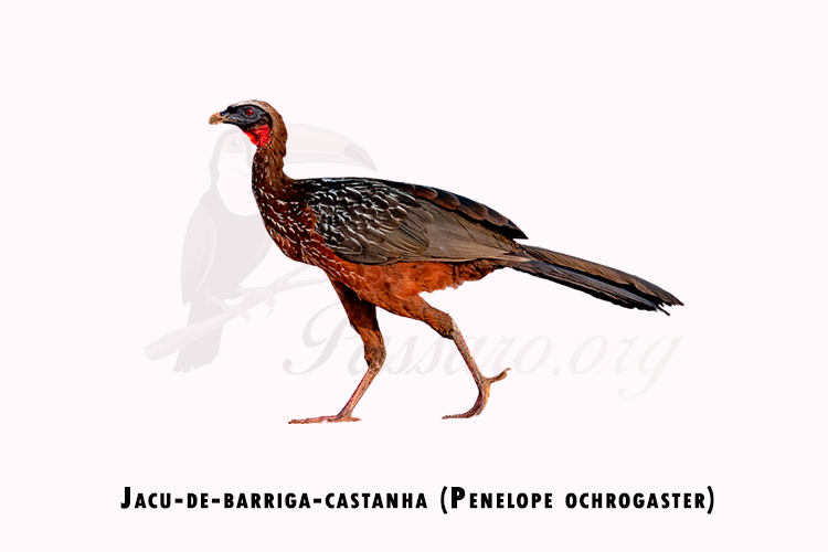 jacu-de-barriga-castanha (penelope ochrogaster)