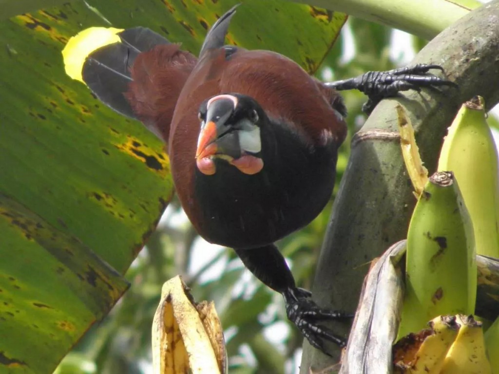 jacu de montezuma (Psarocolius montezuma )