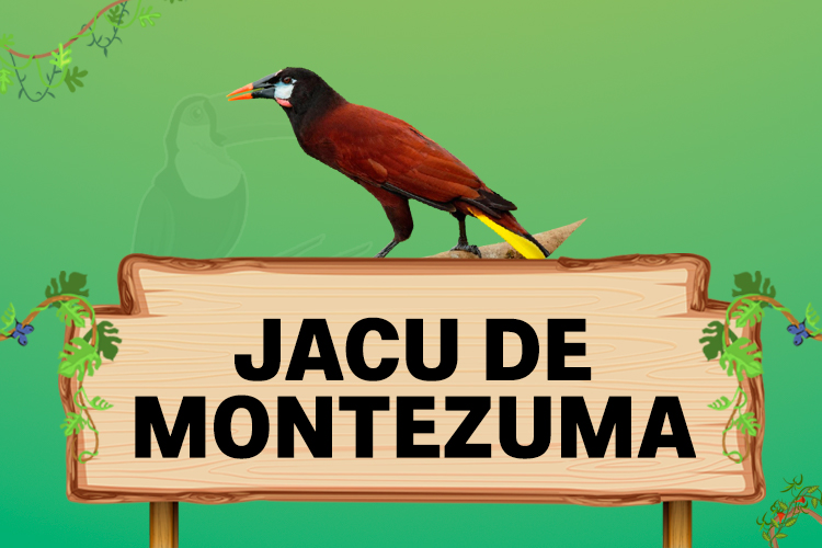 jacu de montezuma