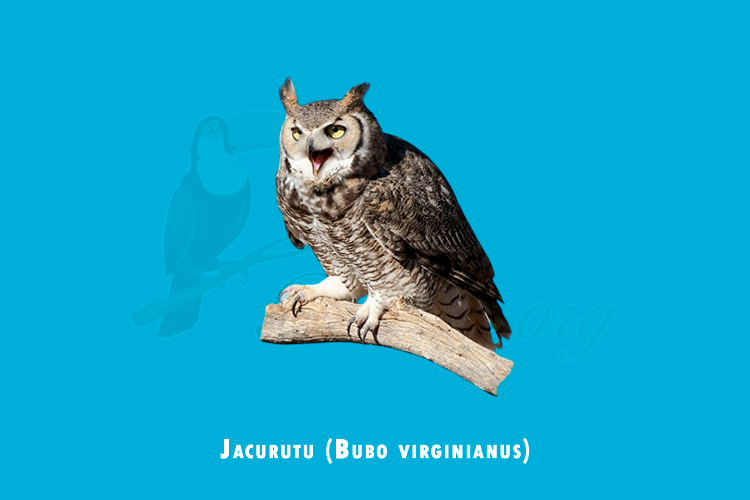 jacurutu ( bubo virginianus)
