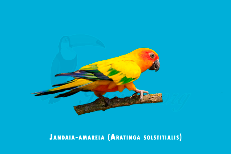 jandaia-amarela (aratinga solstitialis)