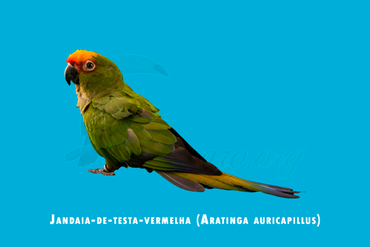 jandaia-de-testa-vermelha (aratinga auricapillus)