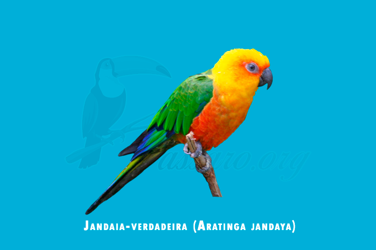 jandaia-verdadeira (aratinga jandaya)