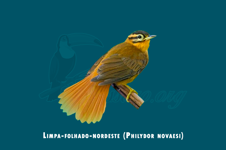 limpa-folhado-nordeste (Philydor novaesi)