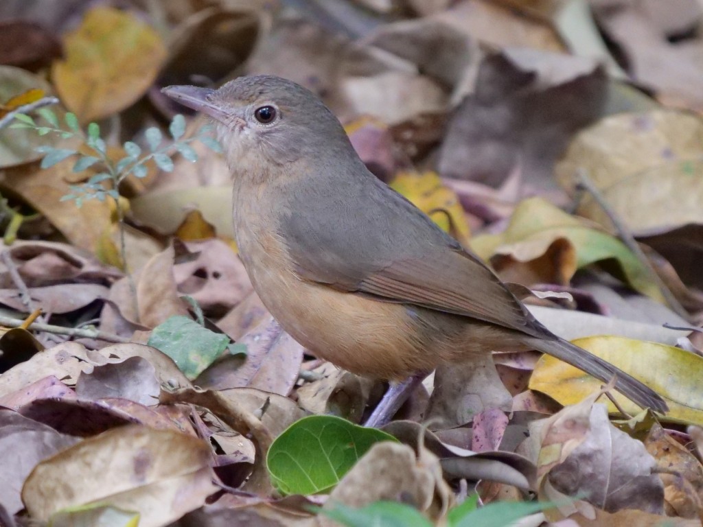 little shrikethrush