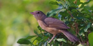 little shrikethrush