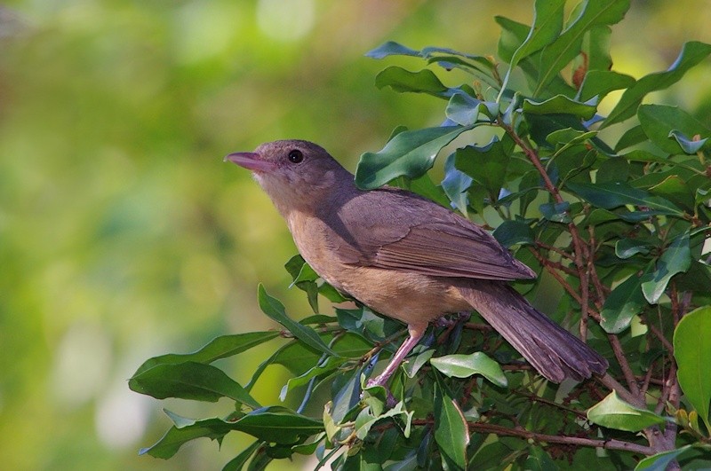 little shrikethrush