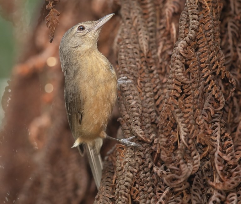 little shrikethrush