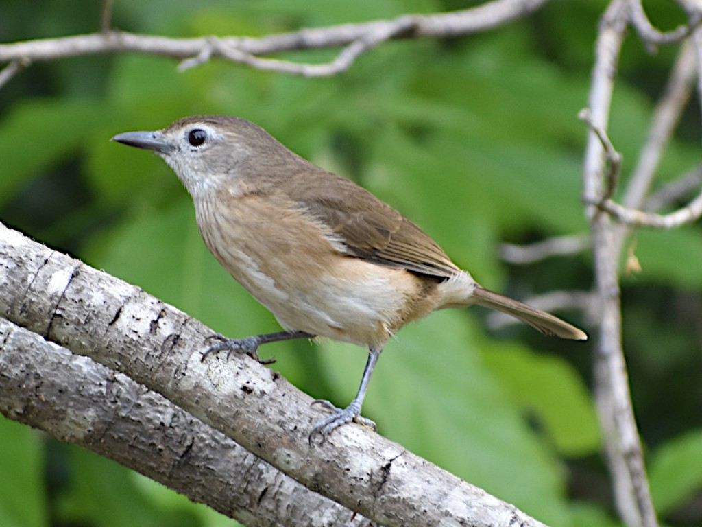 little shrikethrush