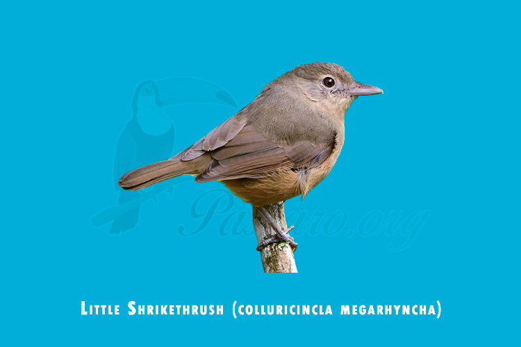 little shrikethrush (colluricincla megarhyncha)
