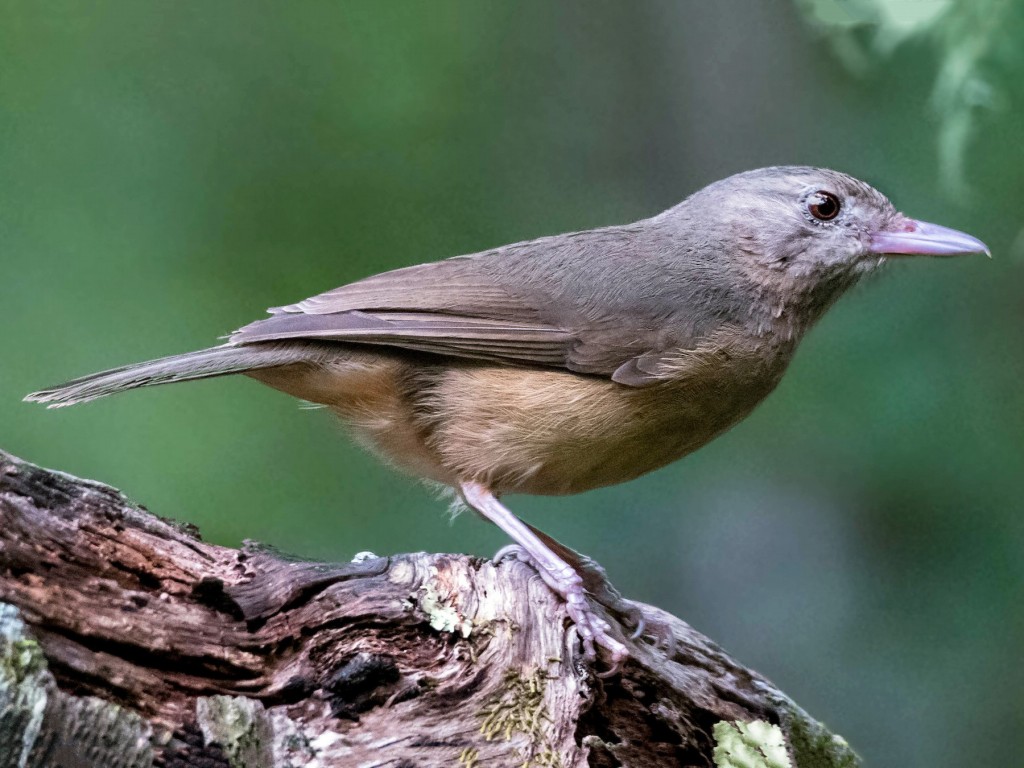 little shrikethrush