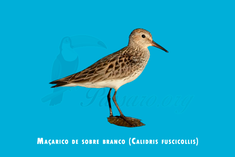 macarico de sobre branco (calidris fuscicollis)