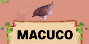 macuco