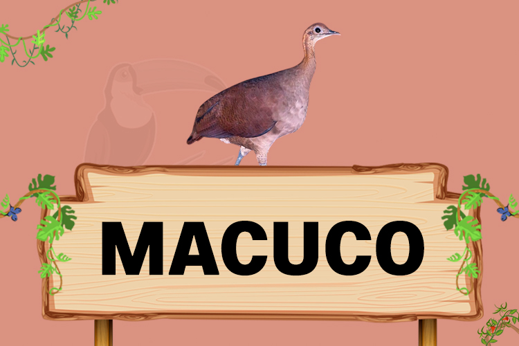 macuco