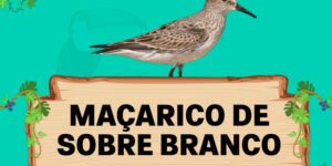 maçarico de sobre branco