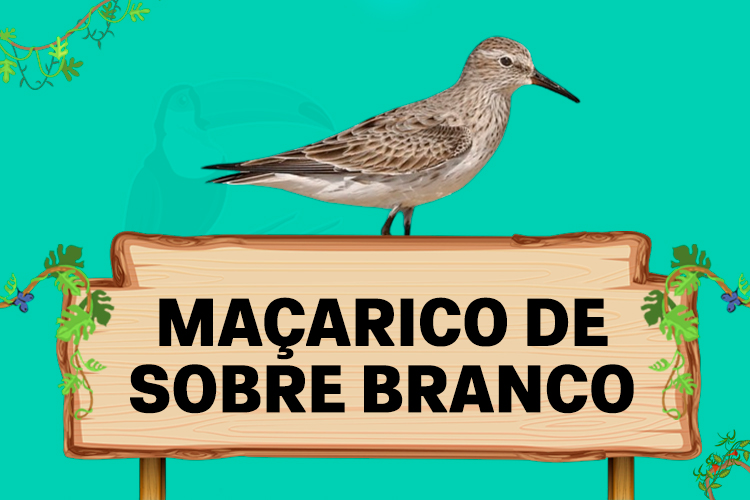 maçarico de sobre branco