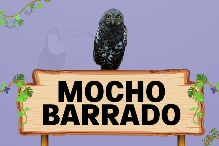 mocho barrado