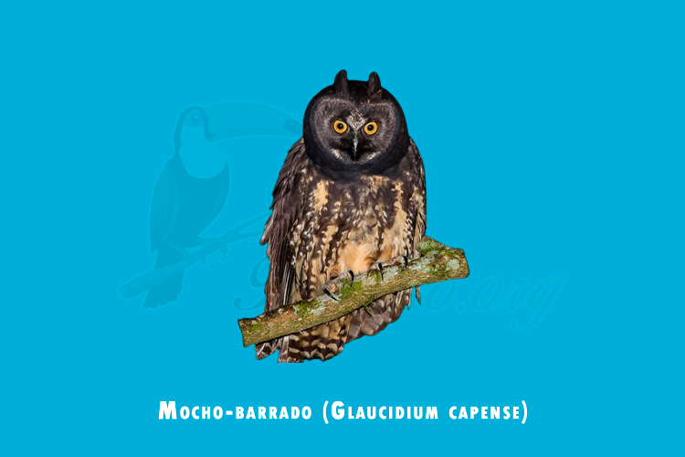 mocho-barrado (glaucidium capense)