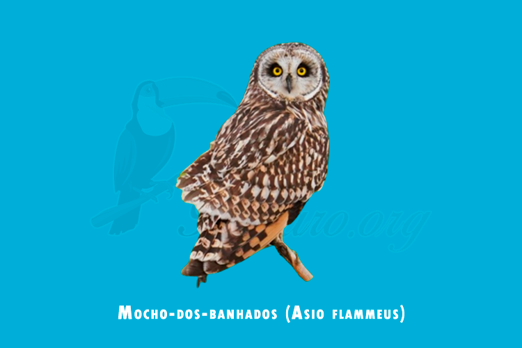 mocho-dos-banhados (asio flammeus)