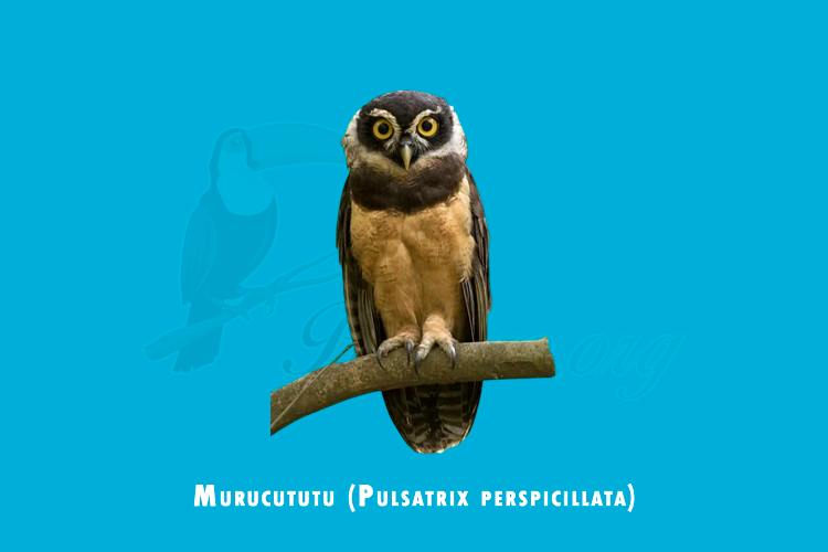 murucututu (pulsatrix perspicillata)