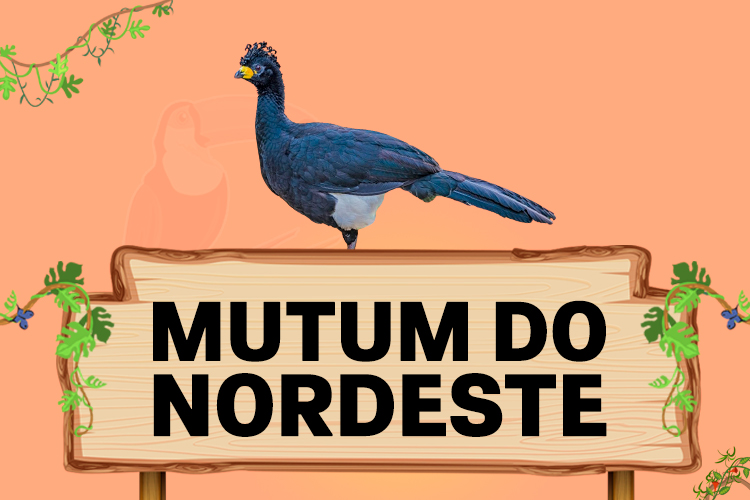 mutum do nordeste