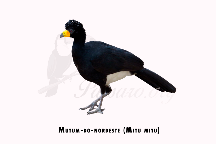 mutum-do-nordeste (mitu mitu)
