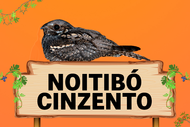 noitibo cinzento