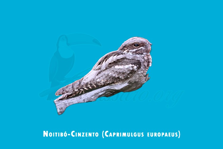 noitibo-cinzento (caprimulgus europaeus)