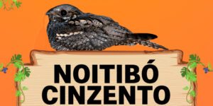 noitibo cinzento