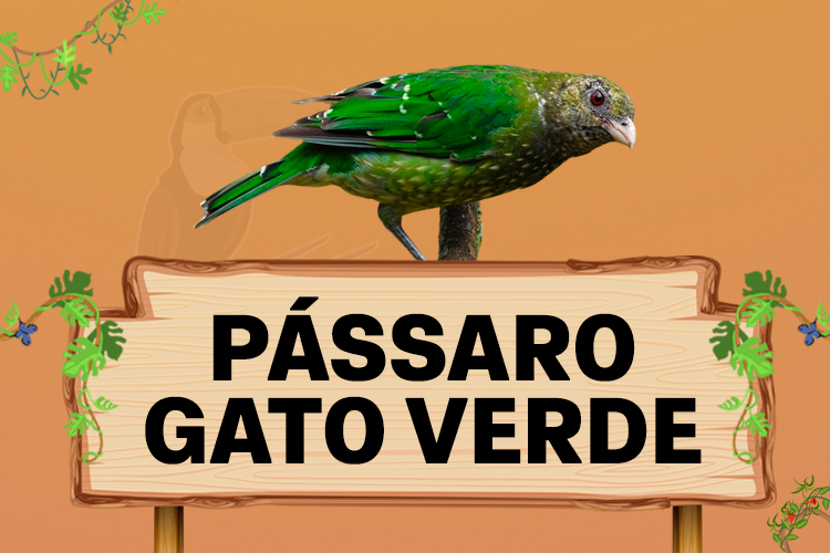 passaro gato verde