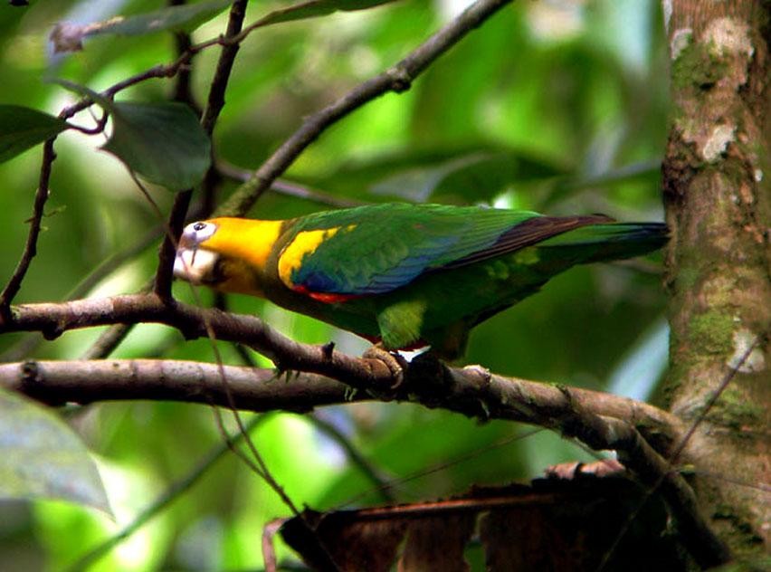 papagaio da cabeca de acafrao