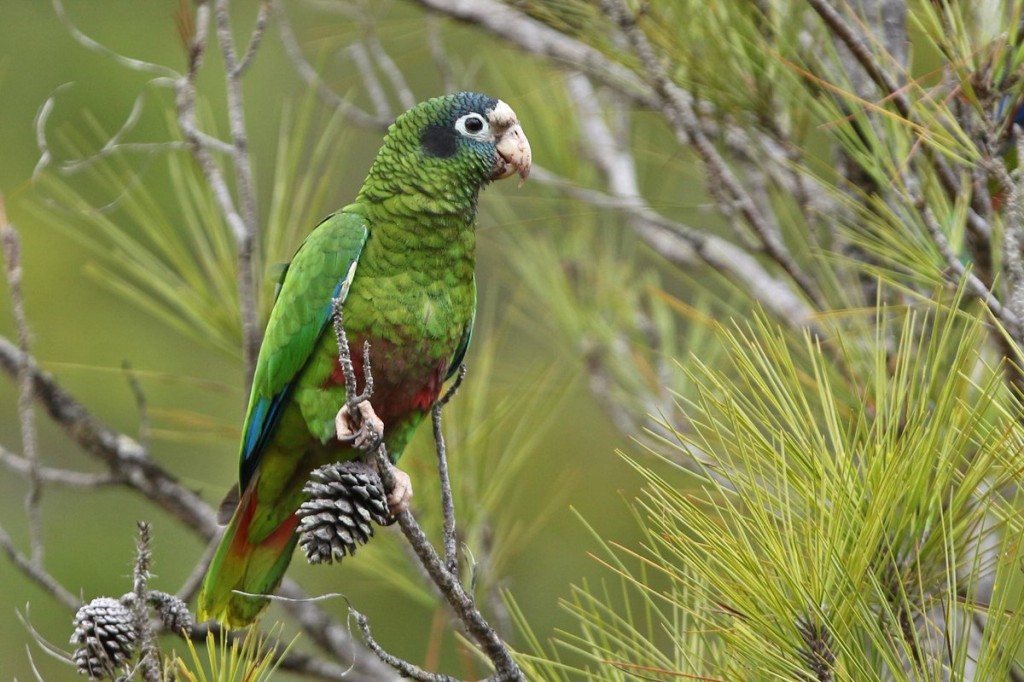 papagaio-de-hispaniola