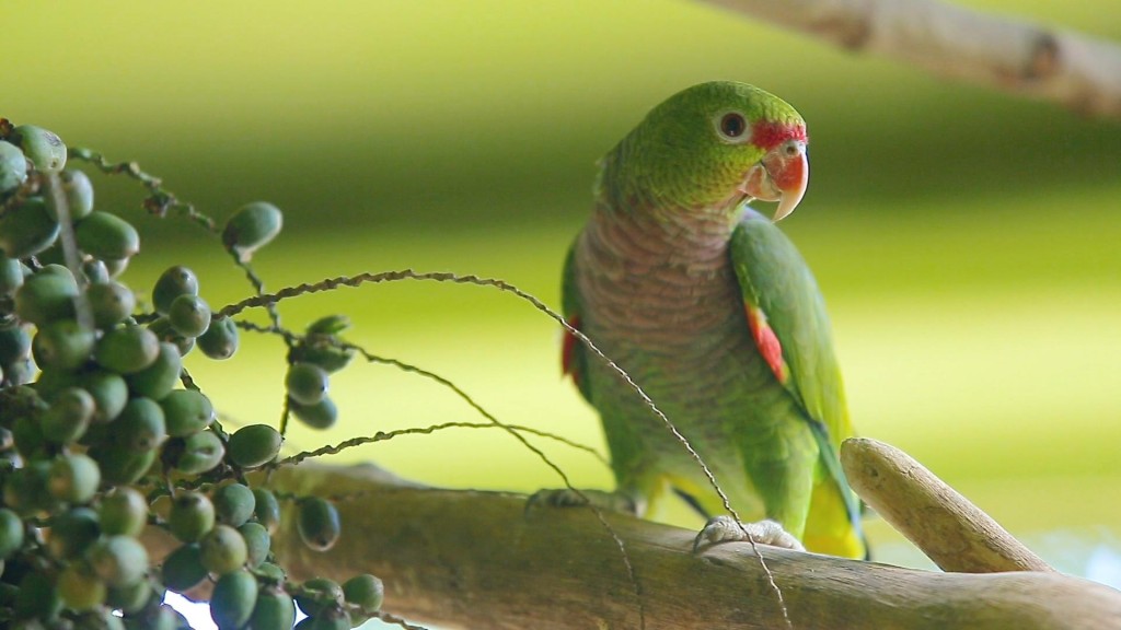  papagaio-de-peito-roxo