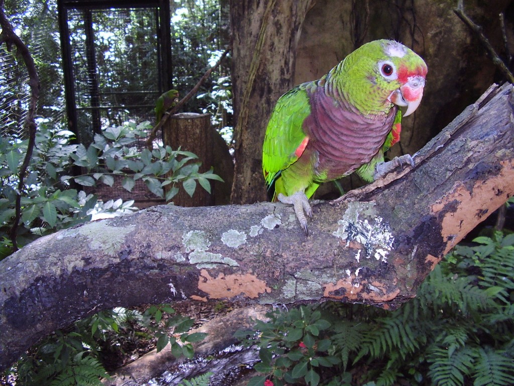 papagaio-de-peito-roxo