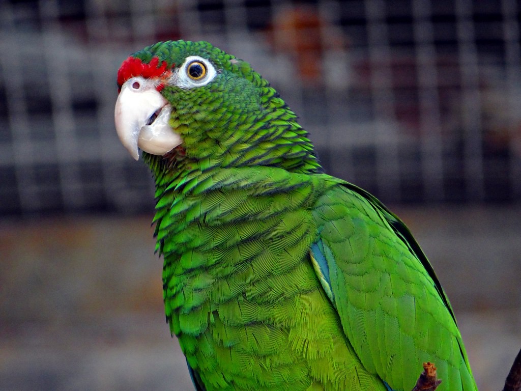 papagaio-de-porto-rico