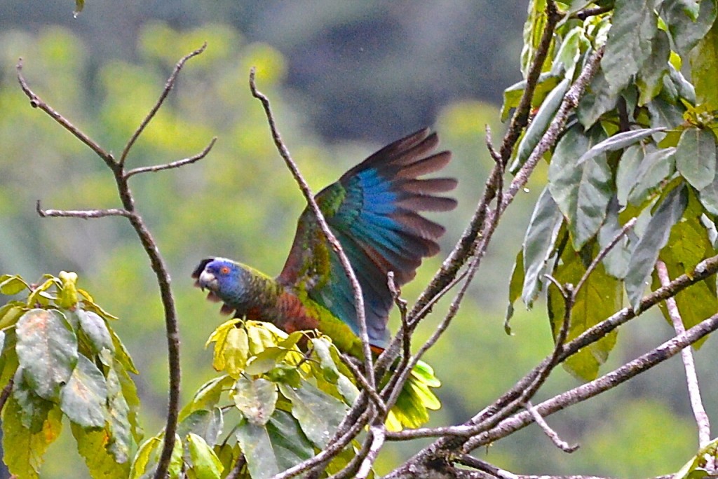 papagaio-de-santa-lucia