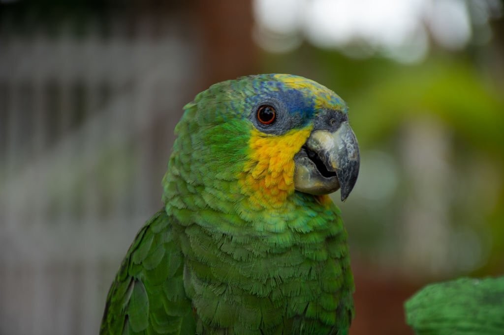 papagaio-do-mangue