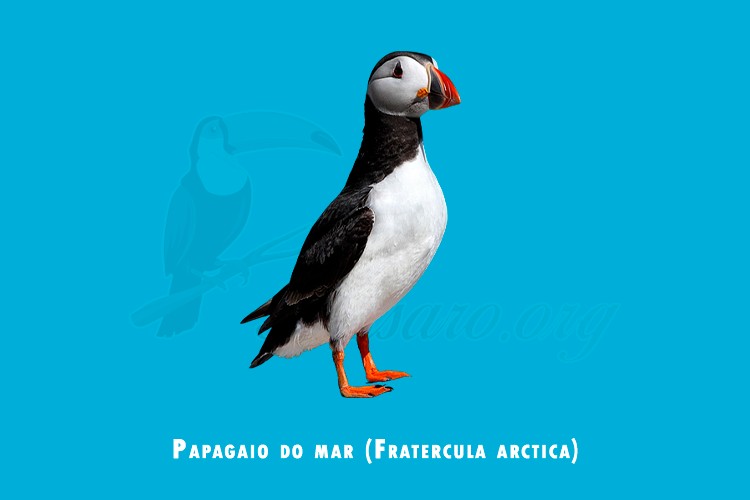 papagaio do mar ( Fratercula arctica )