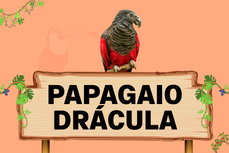 papagaio dracula