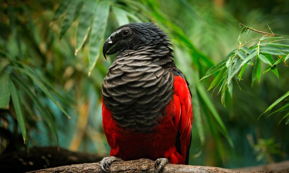 papagaio-dracula