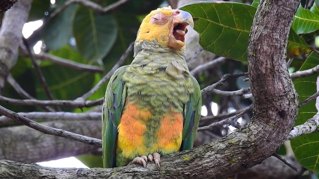 papagaio-galego