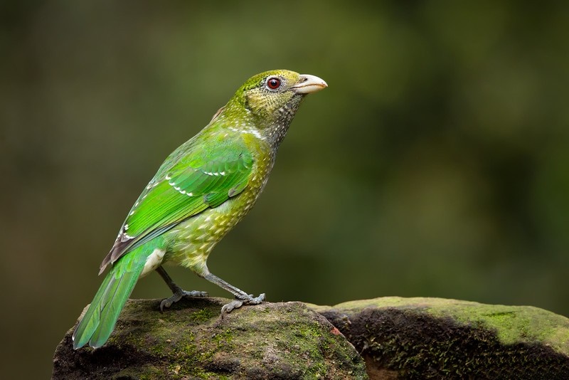 passaro-gato-verde