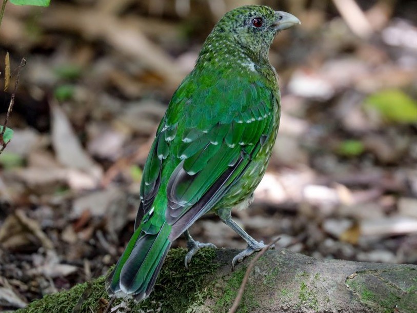 passaro gato verde