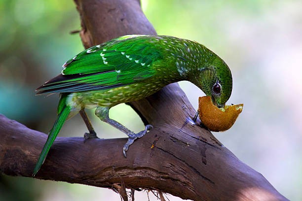 passaro gato verde