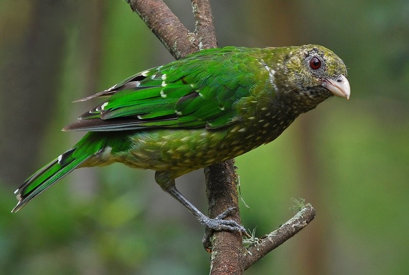 passaro gato verde