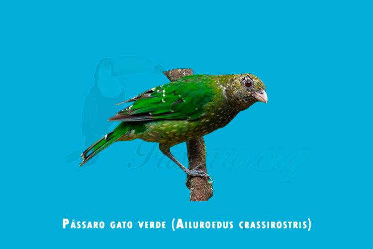 passaro gato verde (ailuroedus crassirostris)