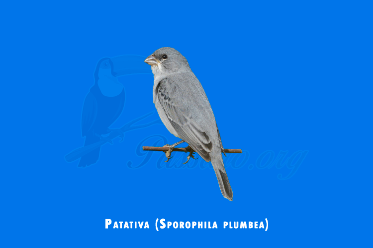 patativa (sporophila plumbea)