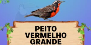 peito vermelho grande