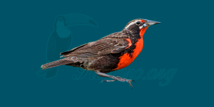 peito-vermelho-grande