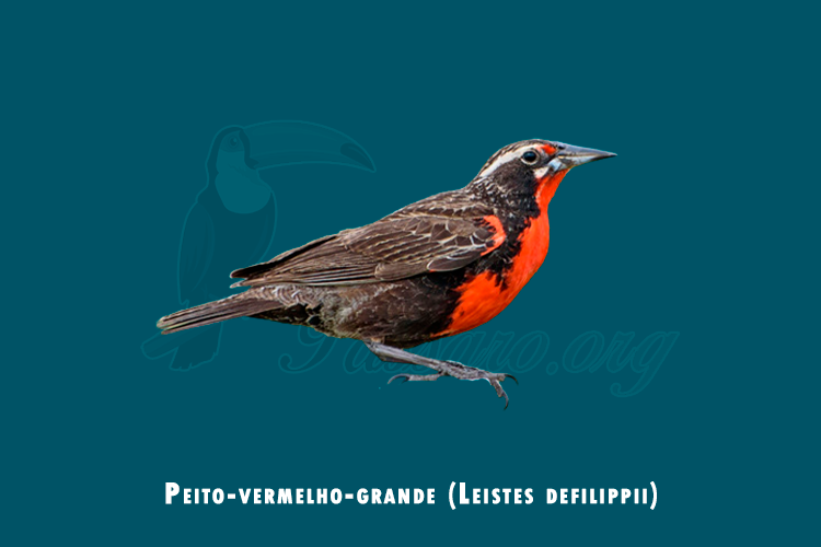 peito-vermelho-grande (Leistes defilippii)